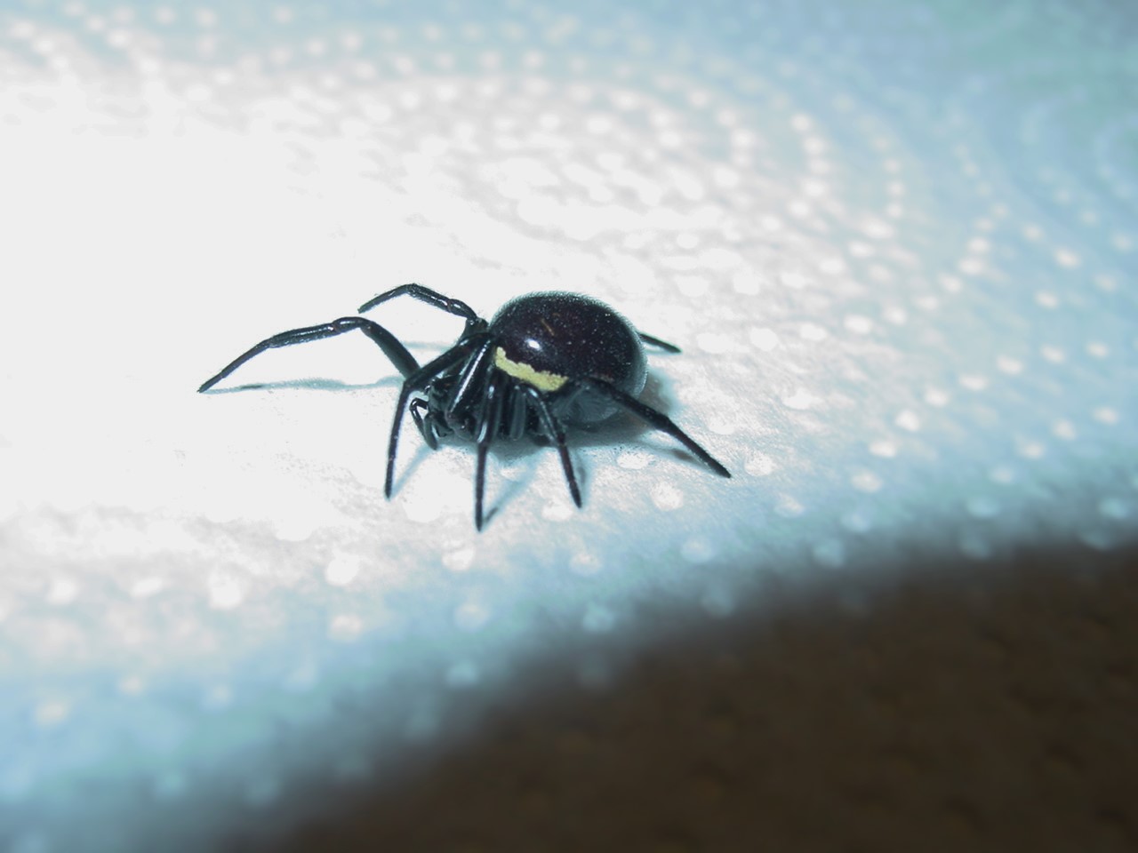 Steatoda paykulliana - Salsomaggiore (PR)